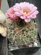 Gymnocalycium Golden Spine | Rare Seed Grown Live Cactus Plant