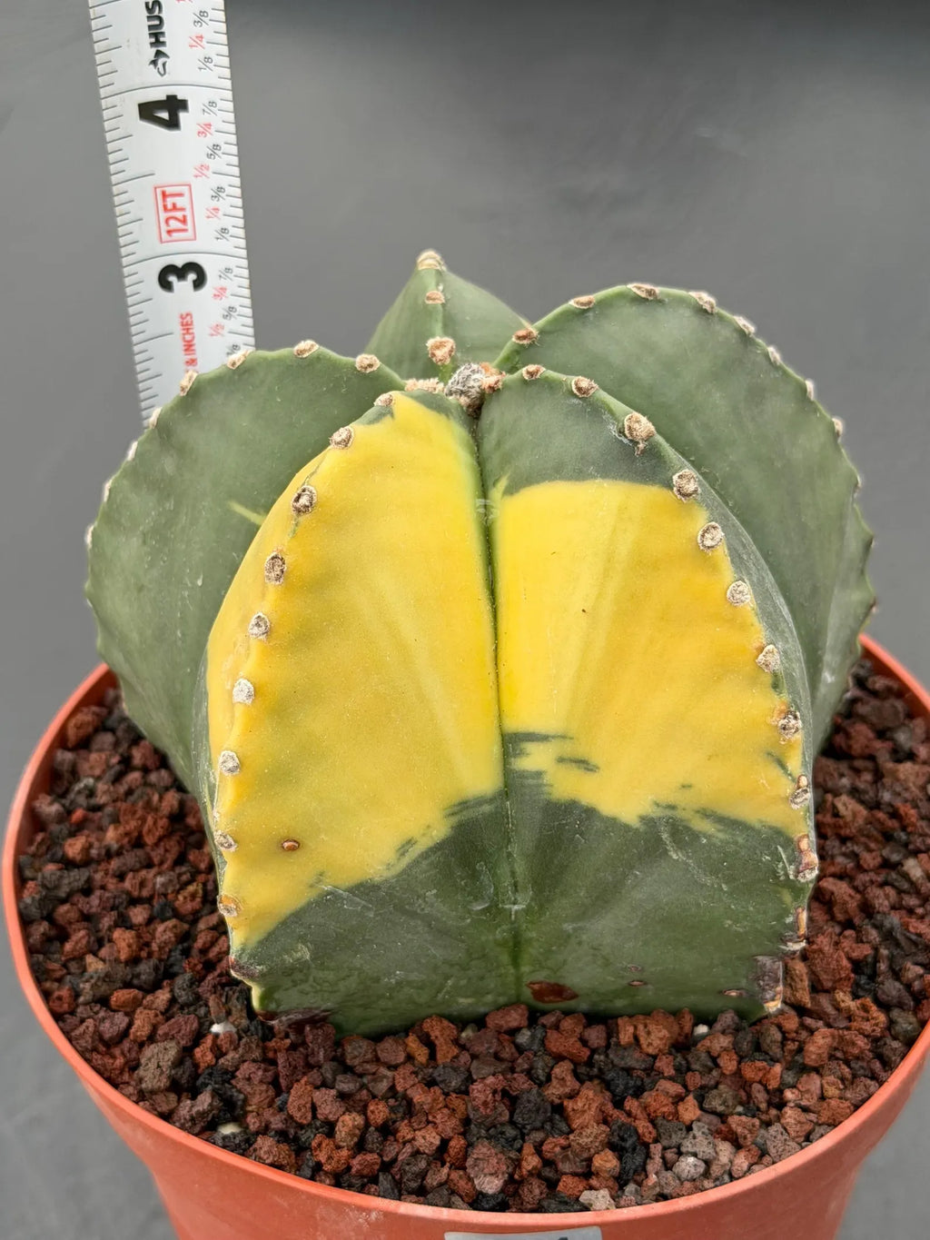 Variegated Astrophytum Myriostigma – Large Rare Live Cactus