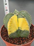 Variegated Astrophytum Myriostigma – Large Rare Live Cactus