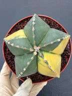 Variegated Astrophytum Myriostigma – Large Rare Live Cactus