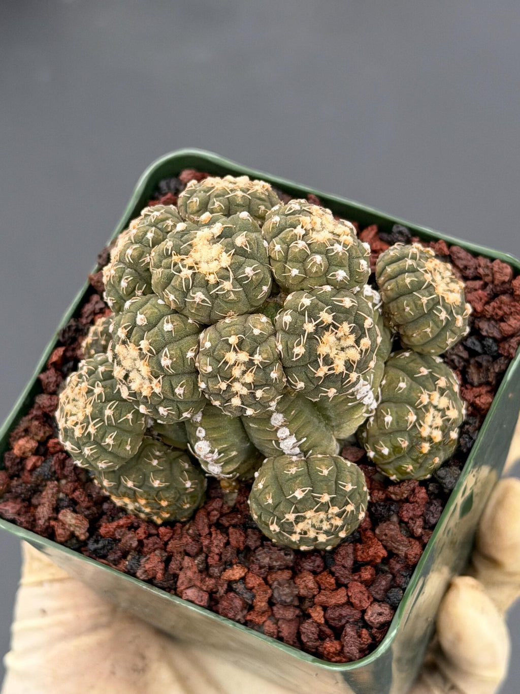 Gymnocalycium Ragonesei Cluster Live Cactus | Rare Seed Grown UFO Form Plant #836