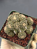 Gymnocalycium Ragonesei Cluster Live Cactus | Rare Seed Grown UFO Form Plant #836