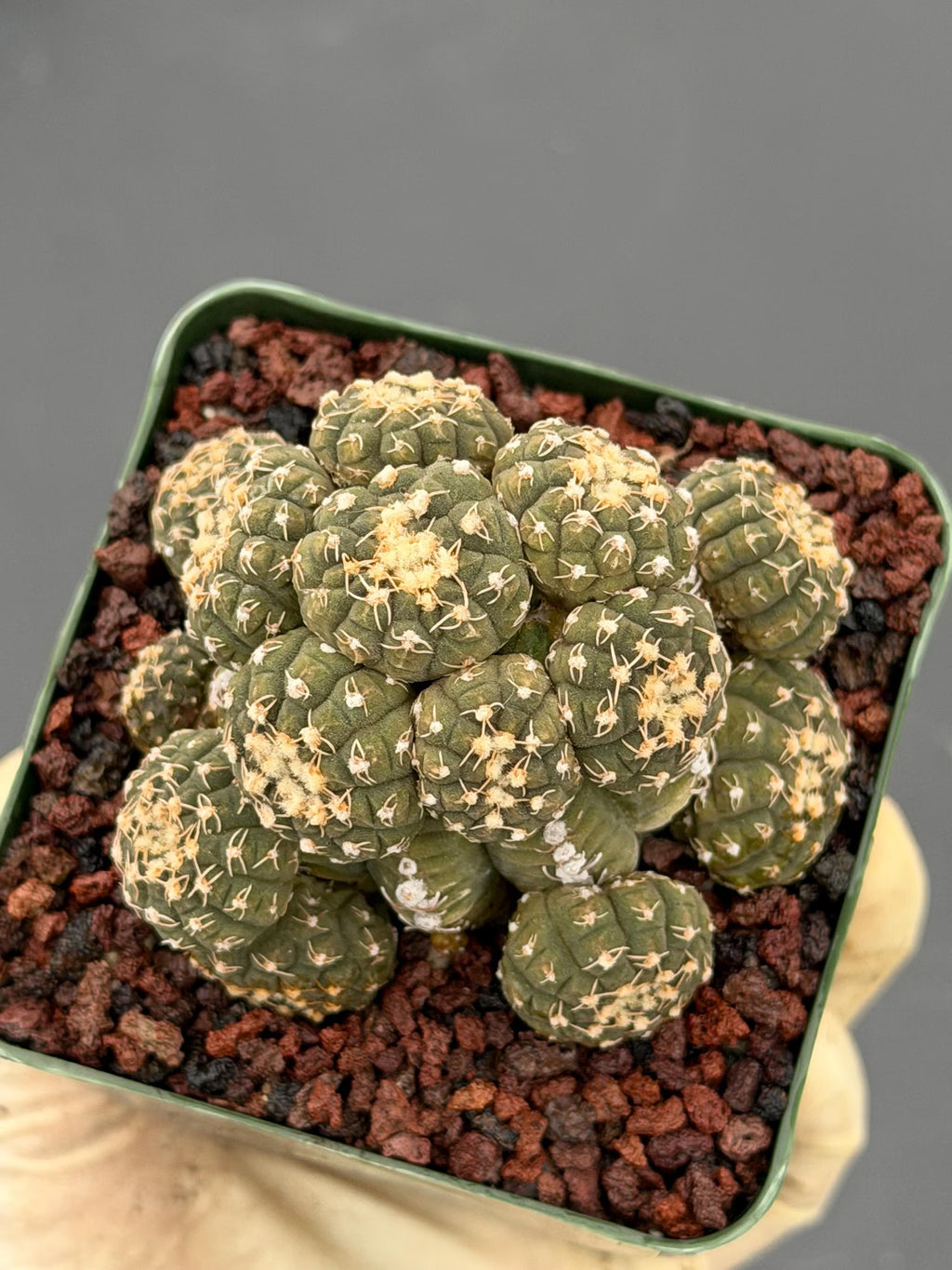 Gymnocalycium Ragonesei Cluster Live Cactus | Rare Seed Grown UFO Form Plant #836
