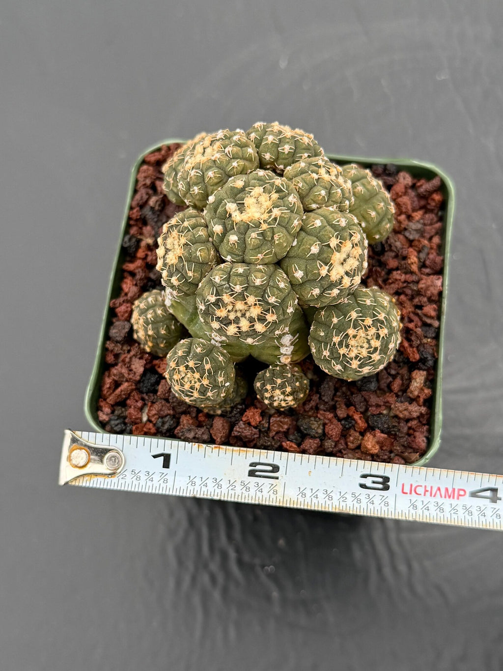 Gymnocalycium Ragonesei Cluster Live Cactus | Rare Seed Grown UFO Form Plant #836
