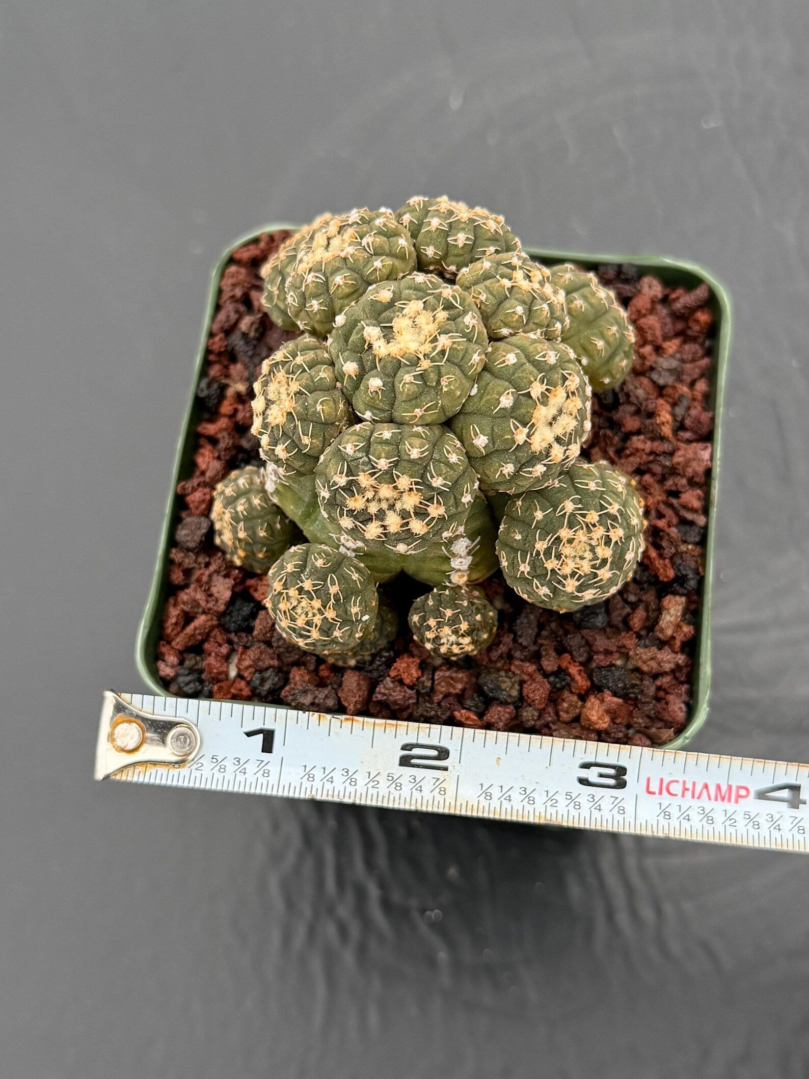 Gymnocalycium Ragonesei Cluster Live Cactus | Rare Seed Grown UFO Form Plant #836