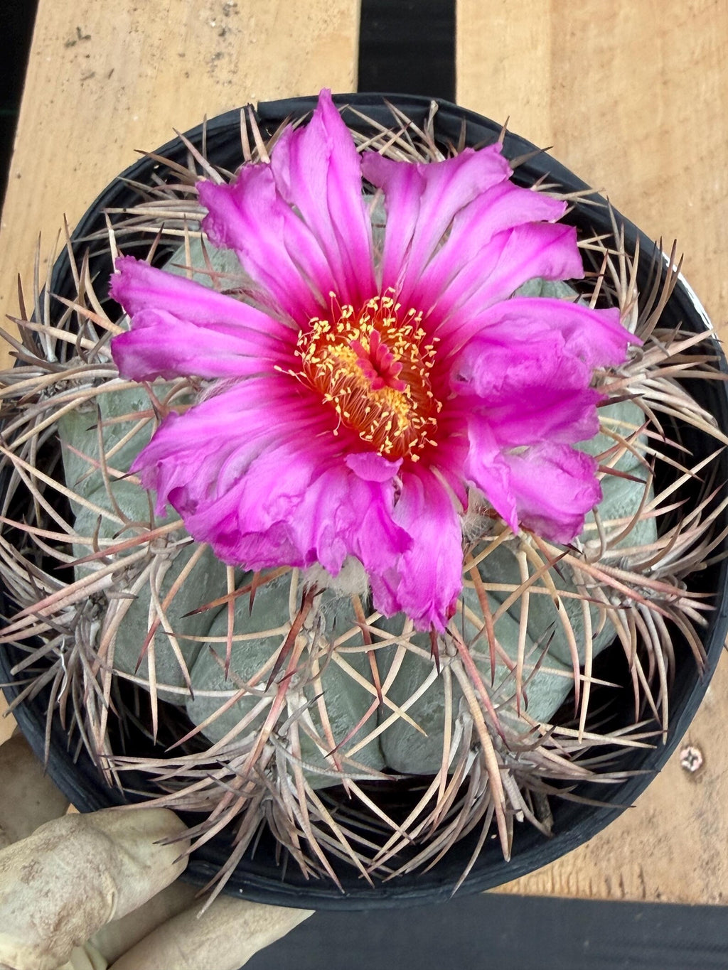 Echinocactus Horizonthalonius #931 | Rare Devil's Head Cactus | Live Plant