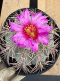 Echinocactus Horizonthalonius #931 | Rare Devil's Head Cactus | Live Plant