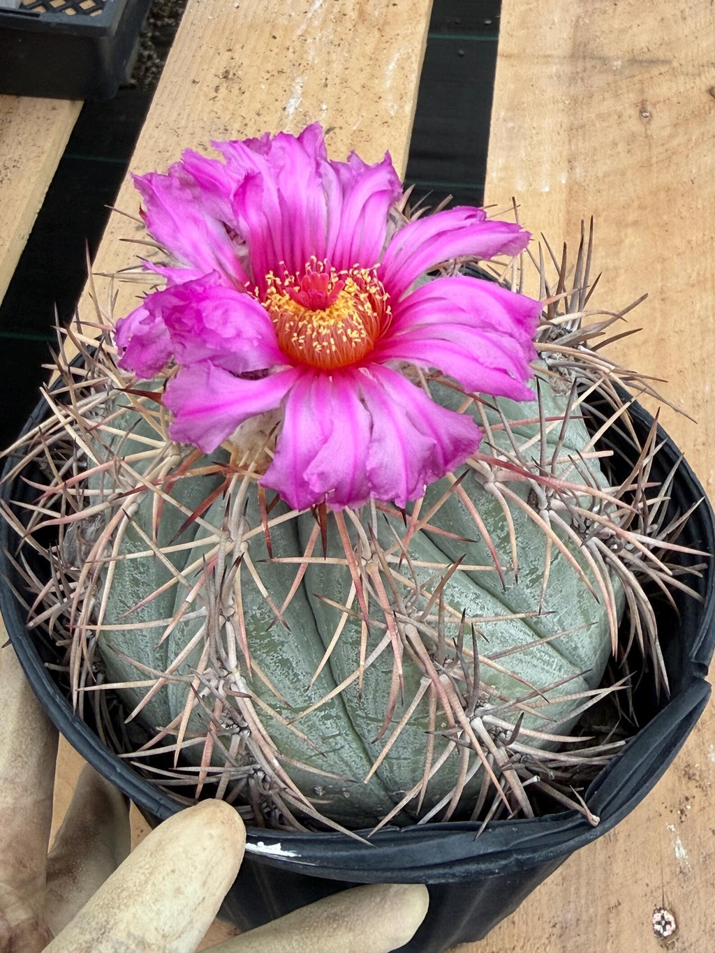 Echinocactus Horizonthalonius #931 | Rare Devil's Head Cactus | Live Plant