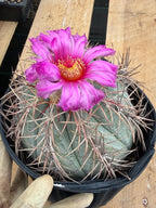 Echinocactus Horizonthalonius #931 | Rare Devil's Head Cactus | Live Plant