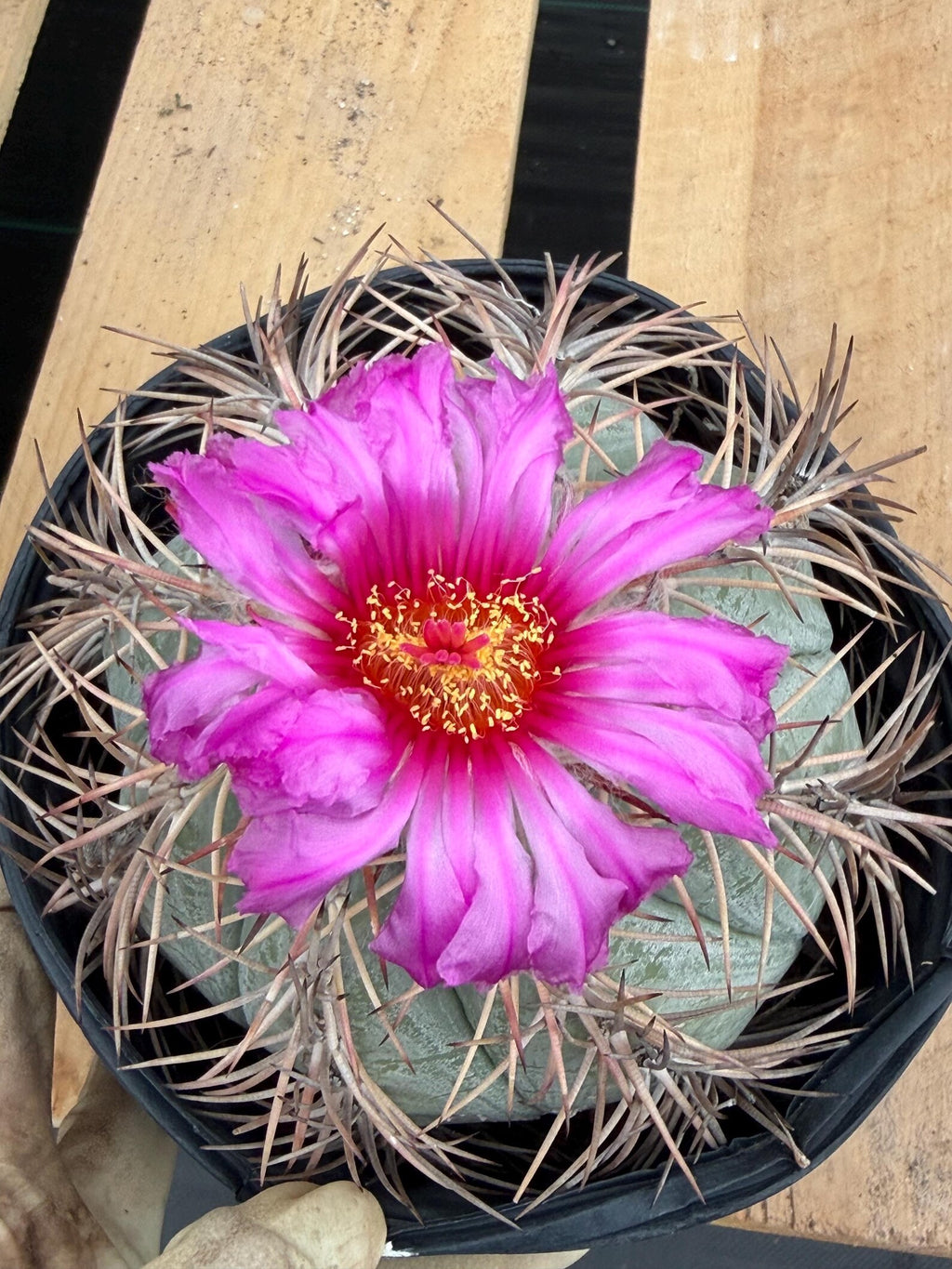 Echinocactus Horizonthalonius #931 | Rare Devil's Head Cactus | Live Plant