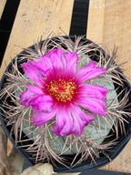 Echinocactus Horizonthalonius #931 | Rare Devil's Head Cactus | Live Plant