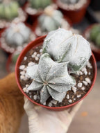 White Form Astrophytum Myriostigma Double Head | Rare Live Cactus | Collector Plant #739