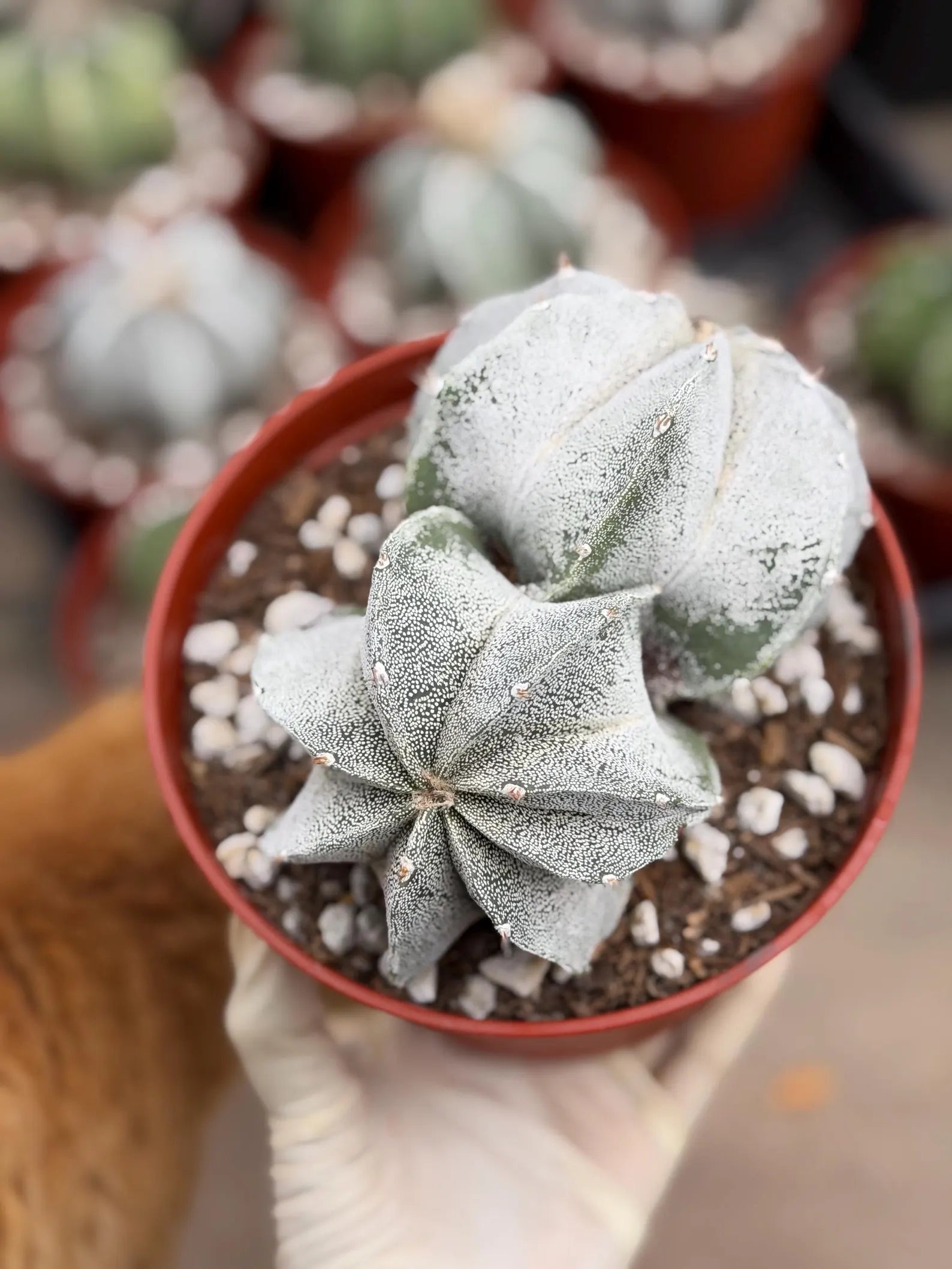 White Form Astrophytum Myriostigma Double Head | Rare Live Cactus | Collector Plant #739