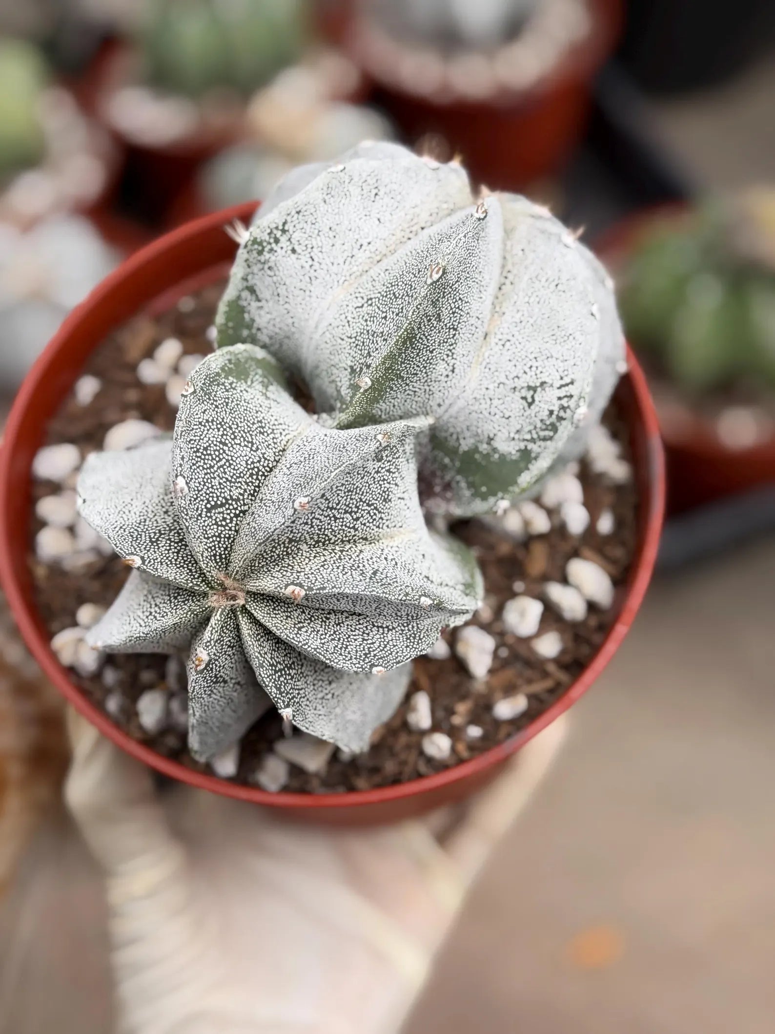 White Form Astrophytum Myriostigma Double Head | Rare Live Cactus | Collector Plant #739