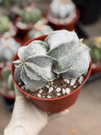 White Form Astrophytum Myriostigma Double Head | Rare Live Cactus | Collector Plant #739