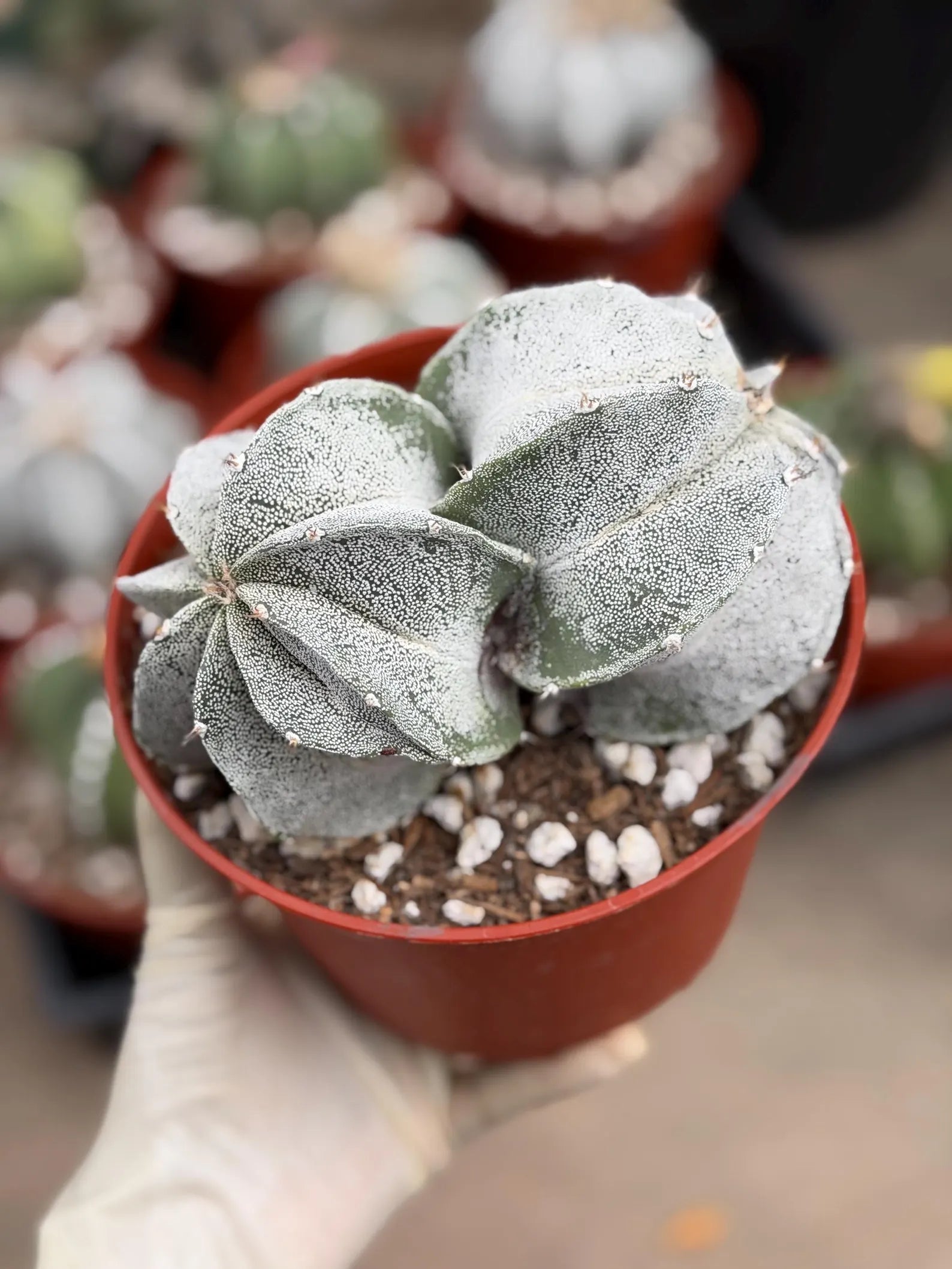 White Form Astrophytum Myriostigma Double Head | Rare Live Cactus | Collector Plant #739