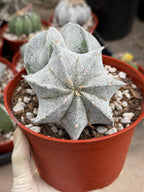 White Form Astrophytum Myriostigma Double Head | Rare Live Cactus | Collector Plant #739