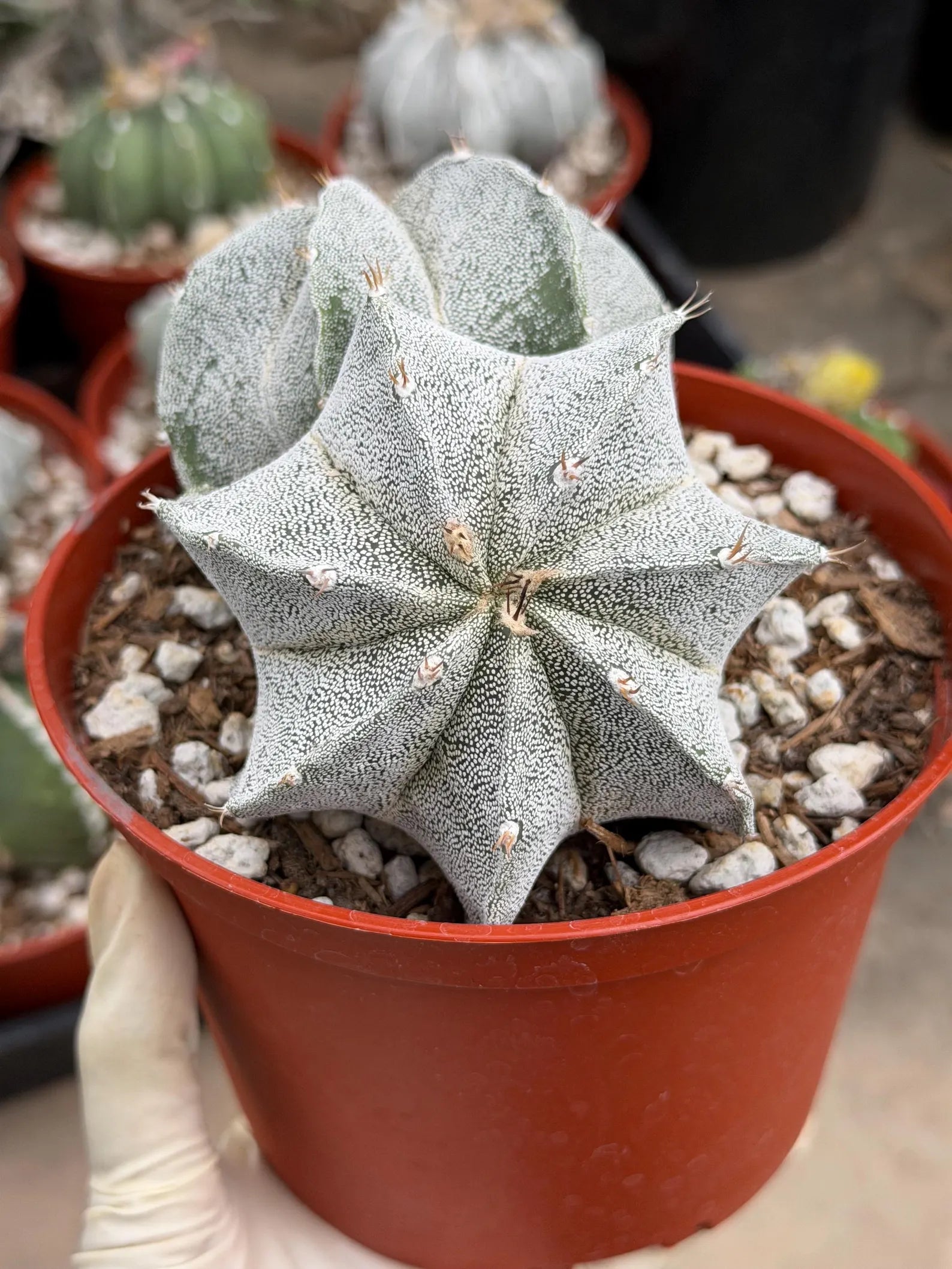 White Form Astrophytum Myriostigma Double Head | Rare Live Cactus | Collector Plant #739