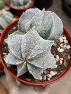 White Form Astrophytum Myriostigma Double Head | Rare Live Cactus | Collector Plant #739