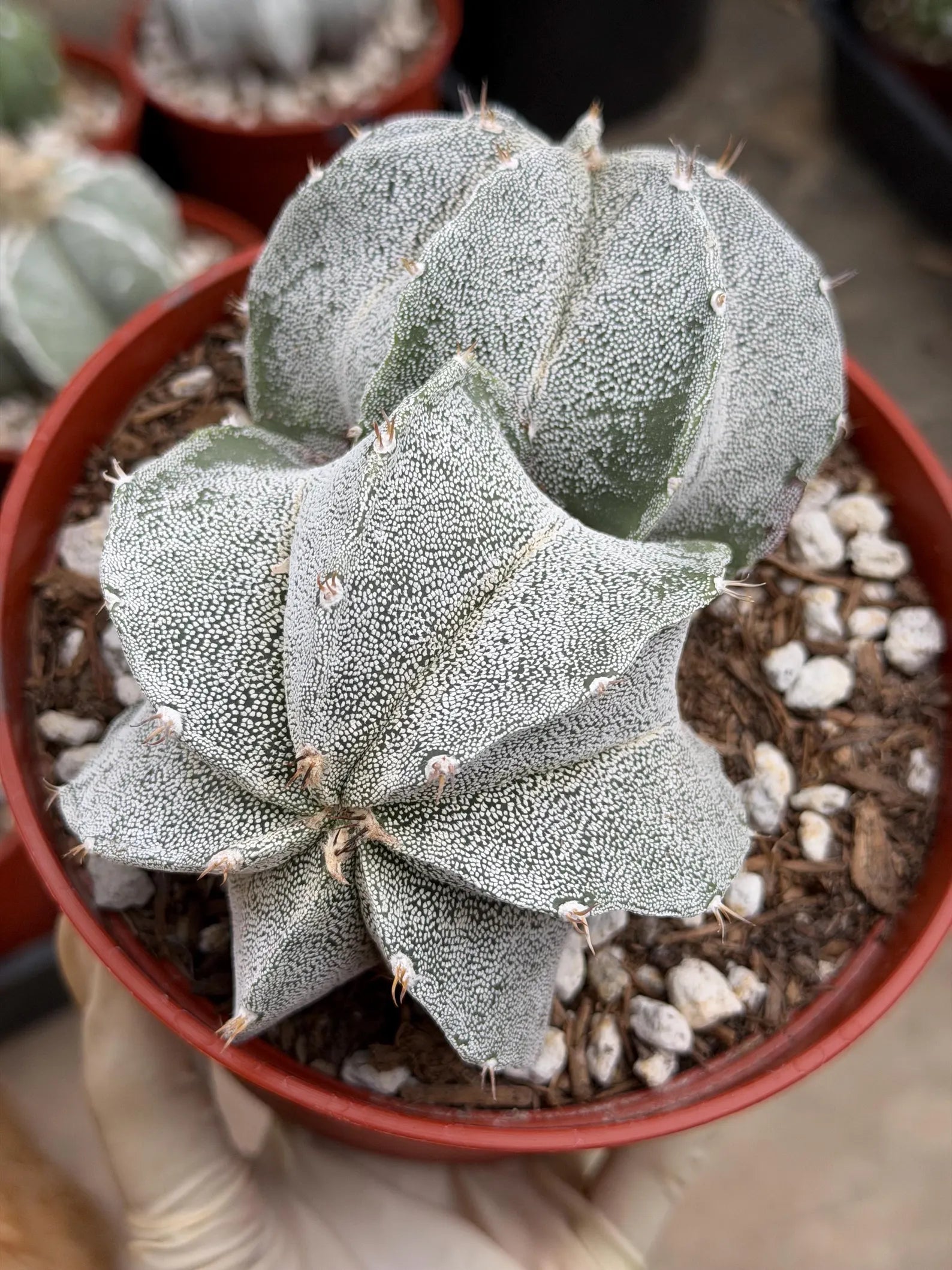 White Form Astrophytum Myriostigma Double Head | Rare Live Cactus | Collector Plant #739