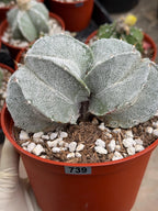 White Form Astrophytum Myriostigma Double Head | Rare Live Cactus | Collector Plant #739