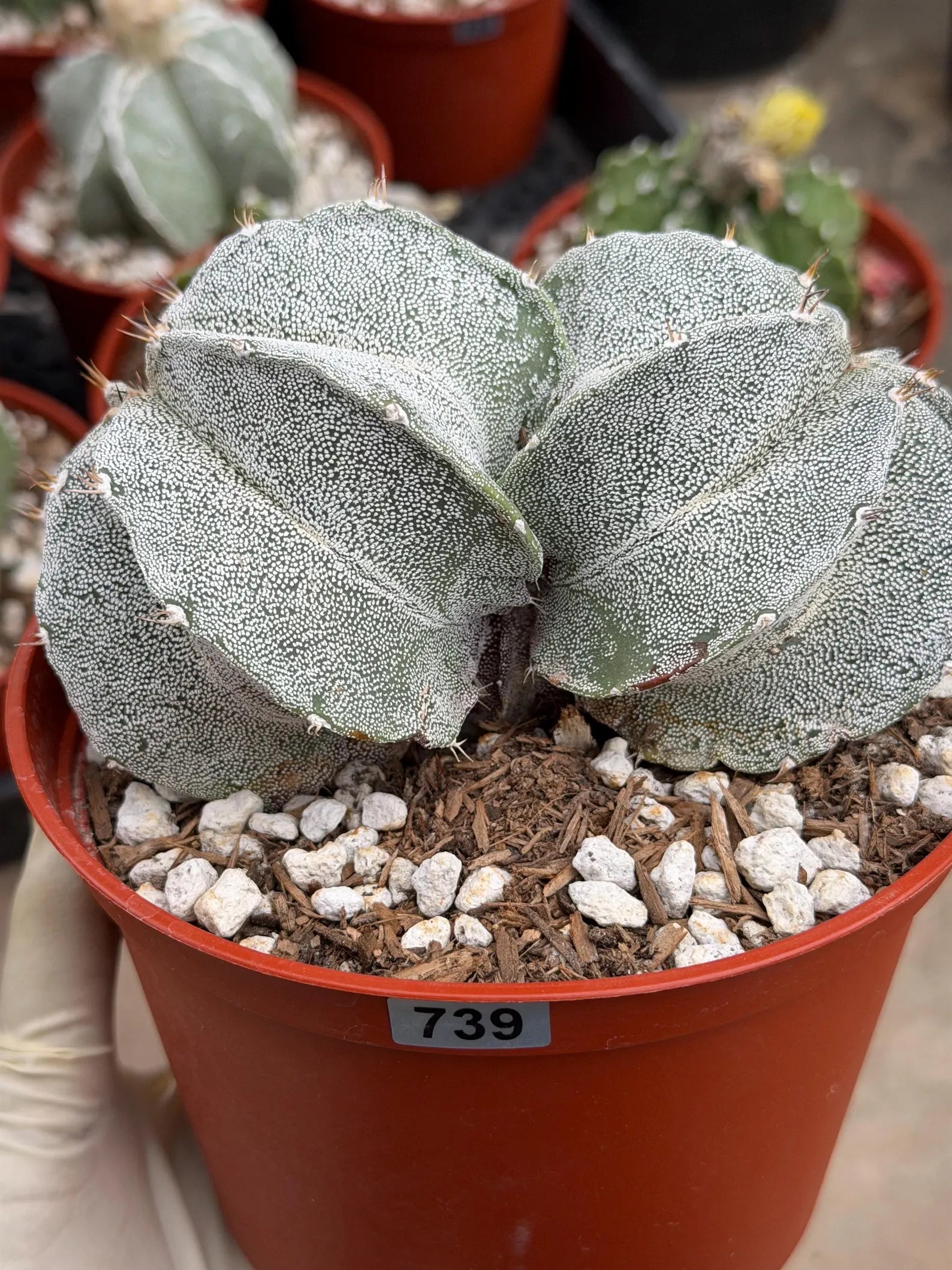 White Form Astrophytum Myriostigma Double Head | Rare Live Cactus | Collector Plant #739