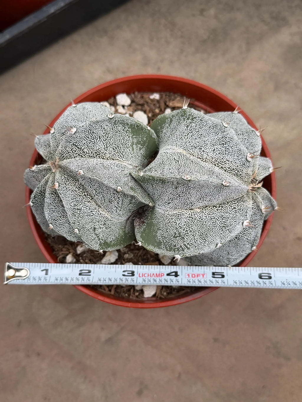 White Form Astrophytum Myriostigma Double Head | Rare Live Cactus | Collector Plant #739
