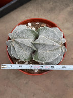 White Form Astrophytum Myriostigma Double Head | Rare Live Cactus | Collector Plant #739