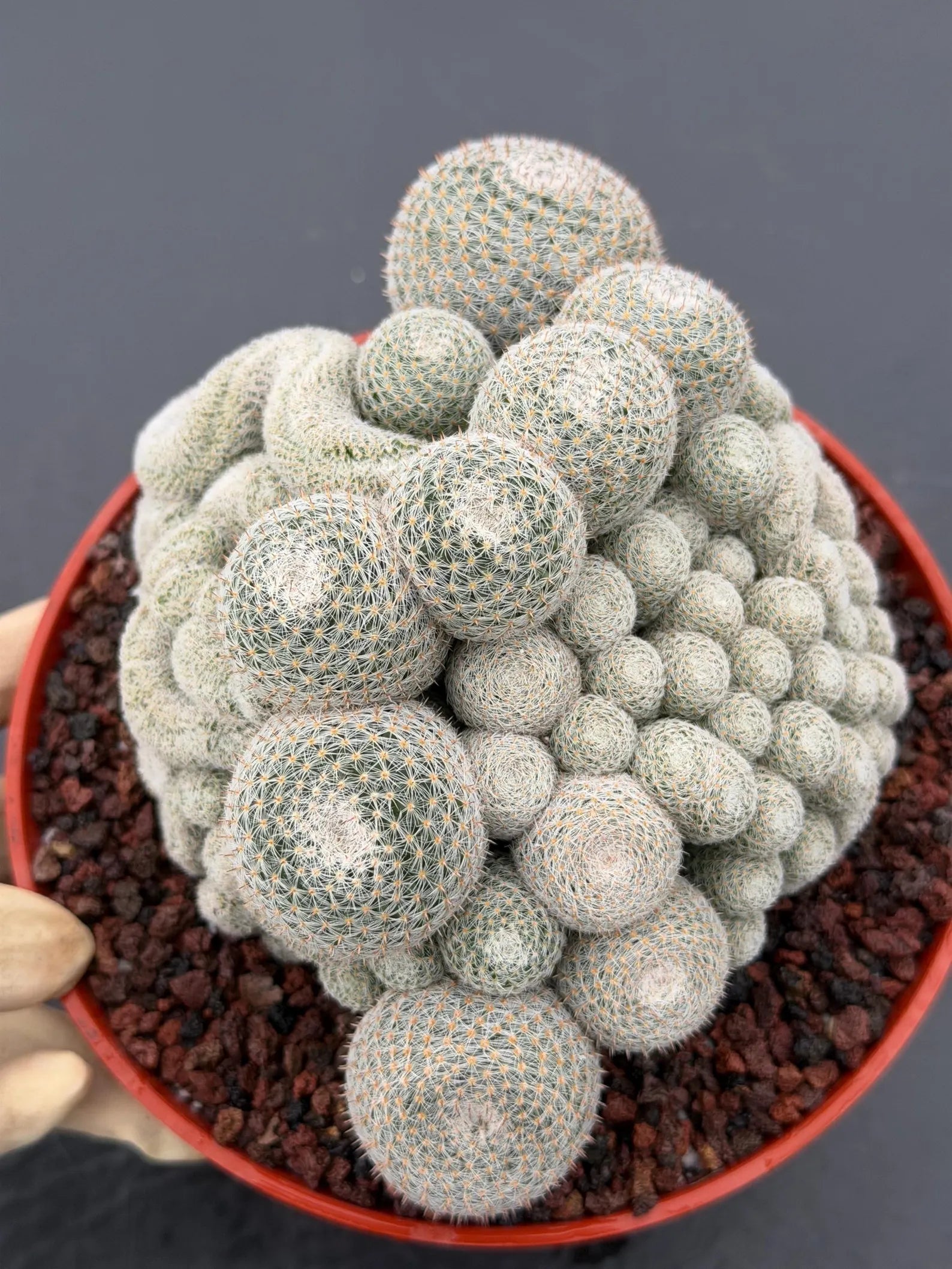 Mammillaria Perbella Monstrose Cluster & Crested Cactus #837 – Rare Collector Specimen