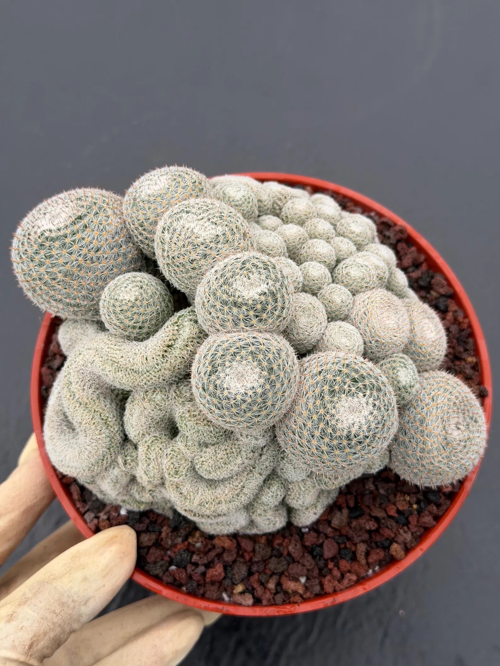 Mammillaria Perbella Monstrose Cluster & Crested Cactus #837 – Rare Collector Specimen