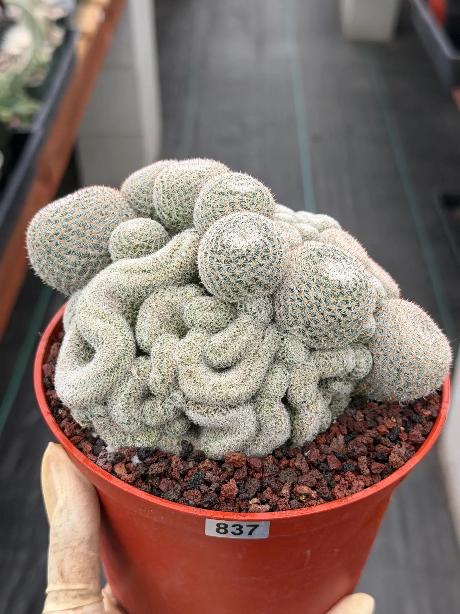 Mammillaria Perbella Monstrose Cluster & Crested Cactus #837 – Rare Collector Specimen