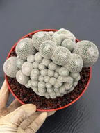 Mammillaria Perbella Monstrose Cluster & Crested Cactus #837 – Rare Collector Specimen