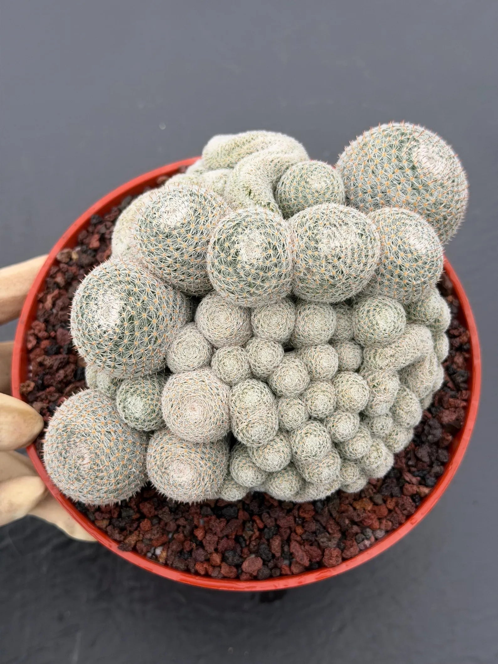 Mammillaria Perbella Monstrose Cluster & Crested Cactus #837 – Rare Collector Specimen