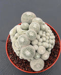 Mammillaria Perbella Monstrose Cluster & Crested Cactus #837 – Rare Collector Specimen