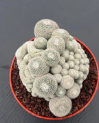Mammillaria Perbella Monstrose Cluster & Crested Cactus #837 – Rare Collector Specimen