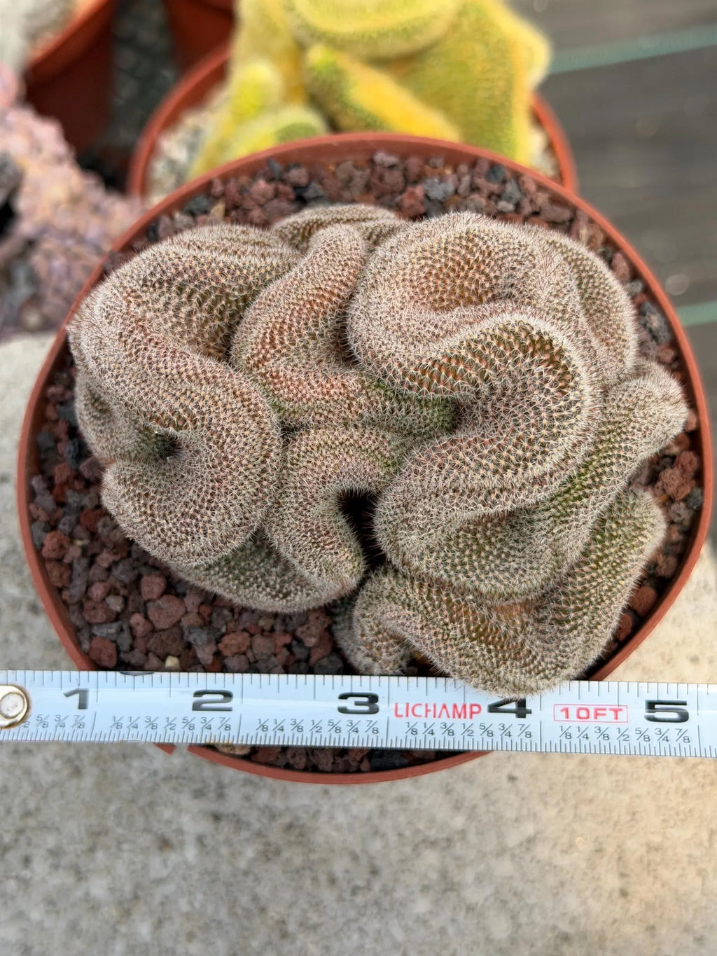 Crested Mammillaria Cactus – Rare Live Collector Plant #448