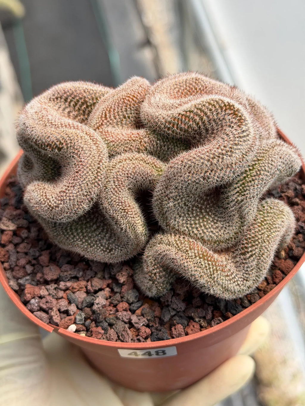Crested Mammillaria Cactus – Rare Live Collector Plant #448