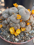 Rebutia Arenacea Cluster Yellow Flower Cactus | Live Plant