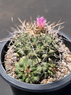 Seed Grown Thelocactus Rinconensis Cluster | Rare Live Cactus | Collector Plant