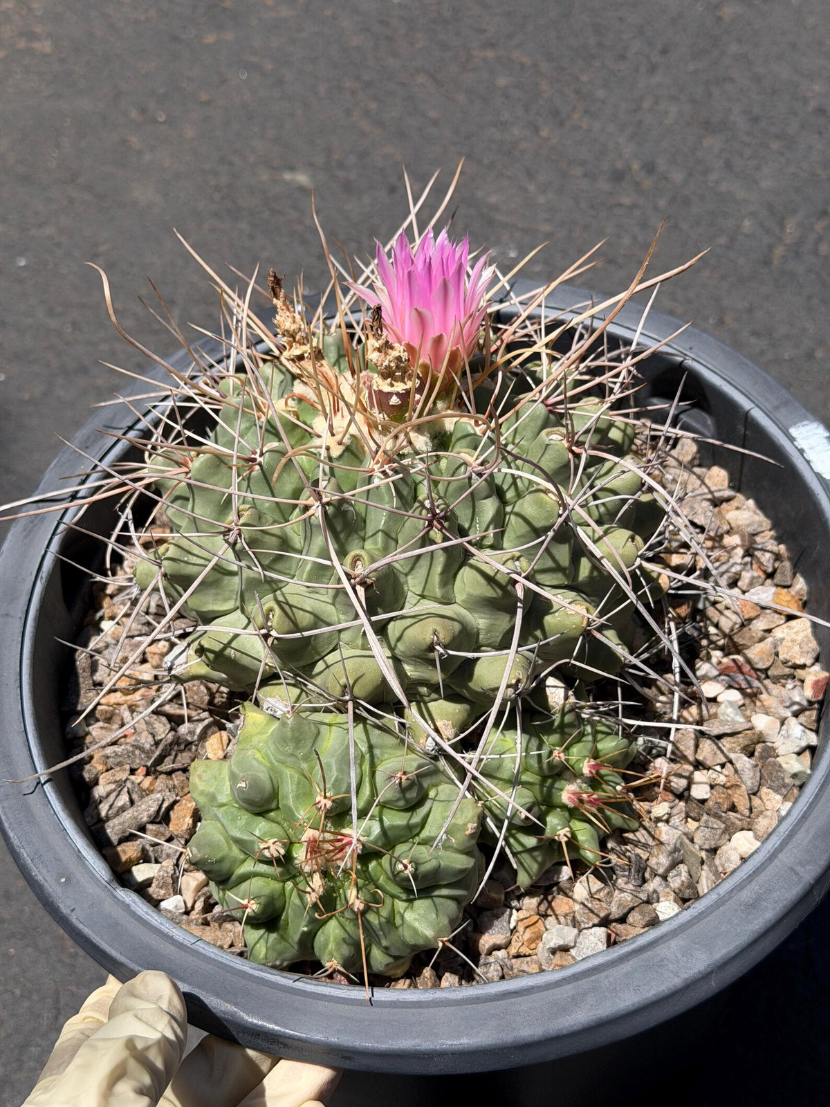 Seed Grown Thelocactus Rinconensis Cluster | Rare Live Cactus | Collector Plant