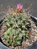 Seed Grown Thelocactus Rinconensis Cluster | Rare Live Cactus | Collector Plant