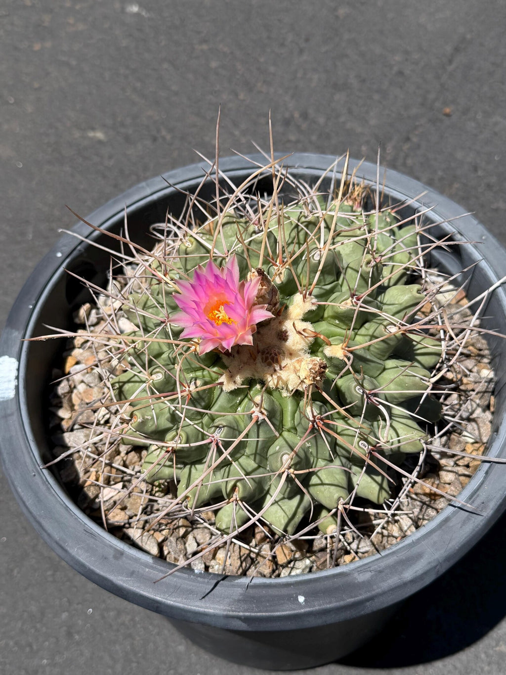 Seed Grown Thelocactus Rinconensis Cluster | Rare Live Cactus | Collector Plant