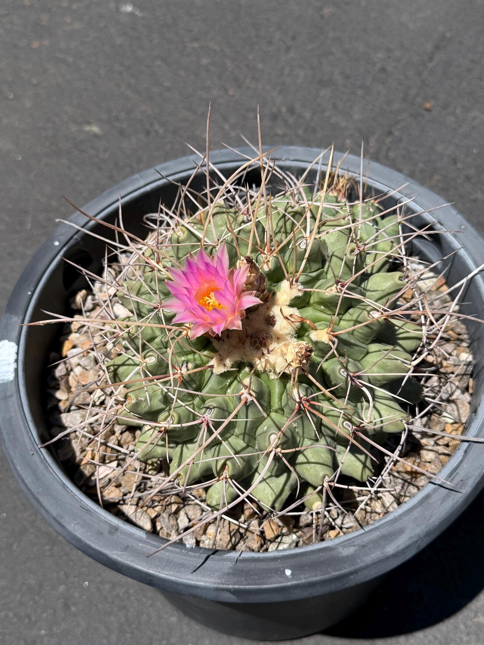 Seed Grown Thelocactus Rinconensis Cluster | Rare Live Cactus | Collector Plant
