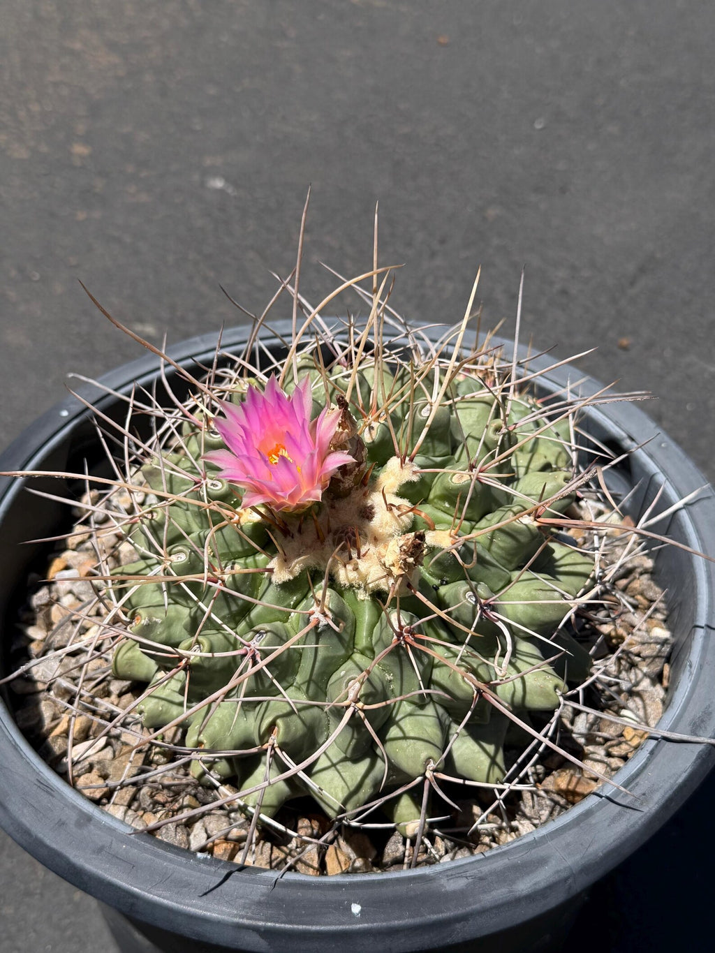 Seed Grown Thelocactus Rinconensis Cluster | Rare Live Cactus | Collector Plant