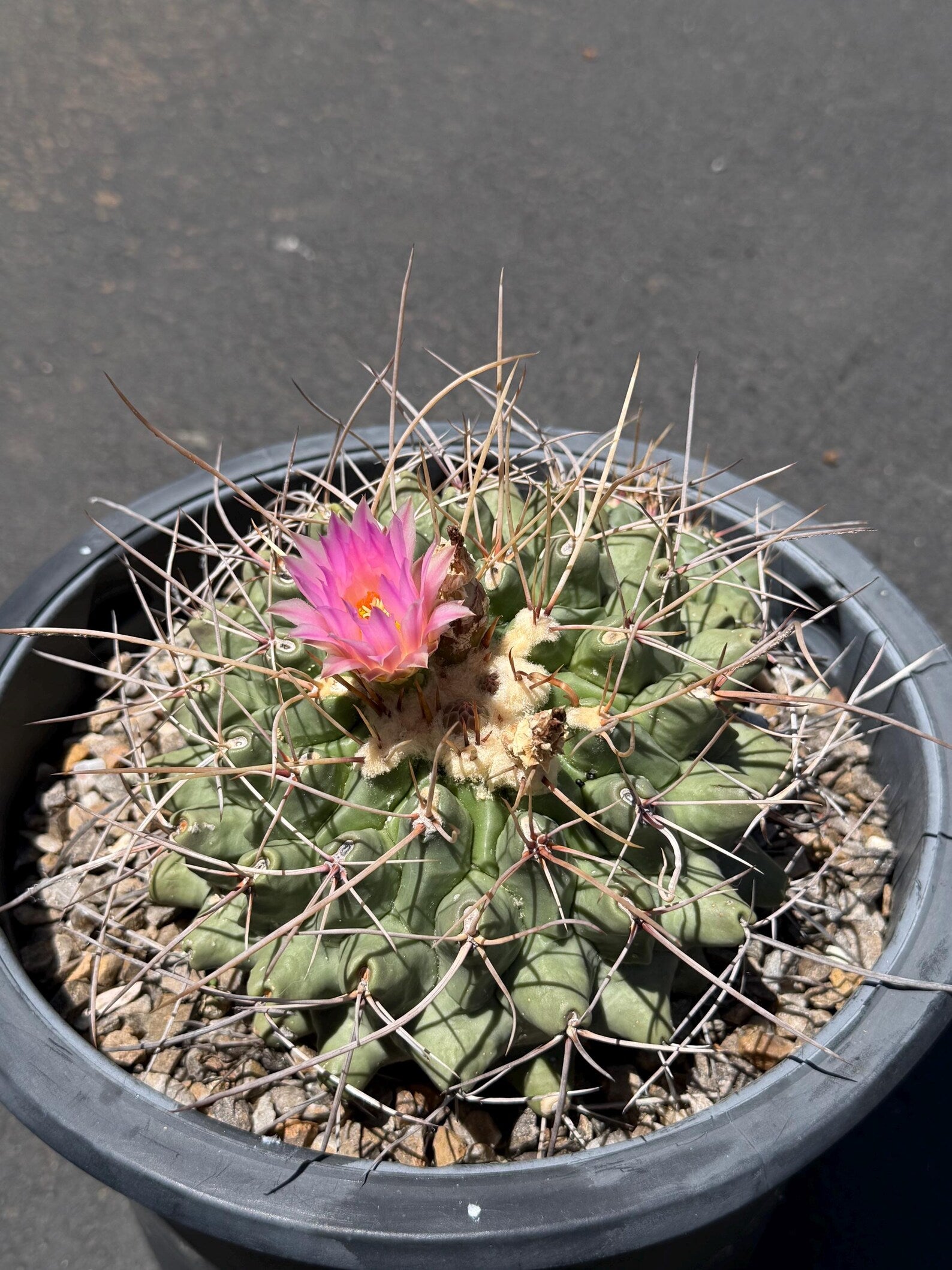 Seed Grown Thelocactus Rinconensis Cluster | Rare Live Cactus | Collector Plant