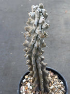 Stenocereus Beneckei Rare Live Cactus – Twisting Collector Specimen Plant