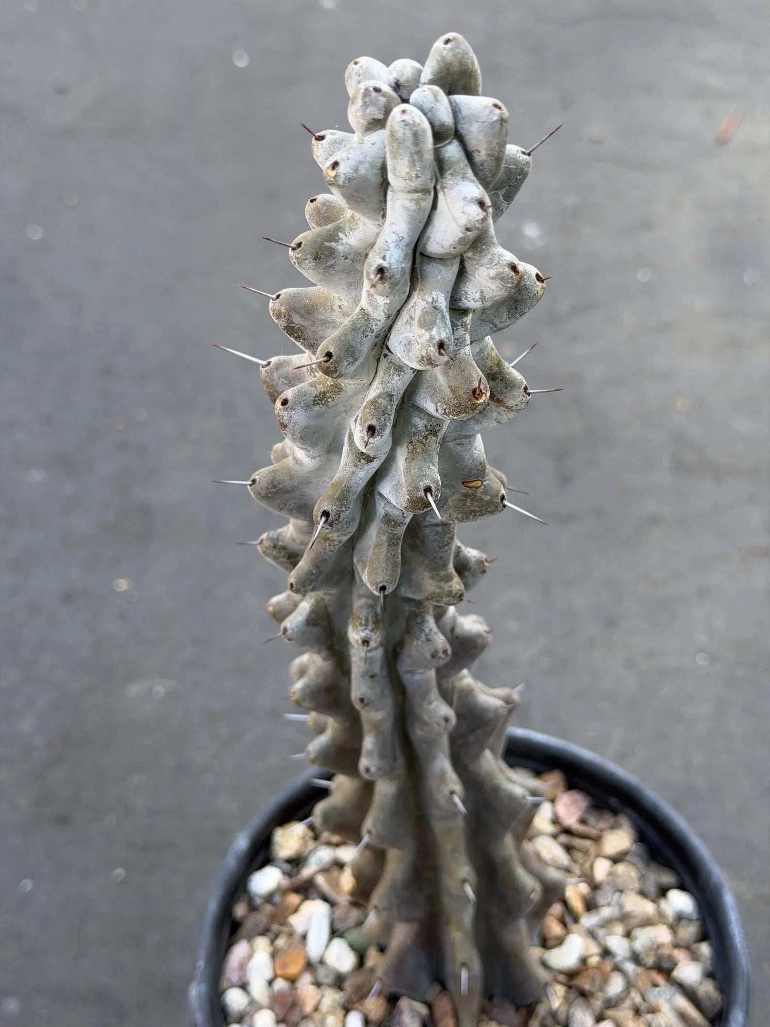 Stenocereus Beneckei Rare Live Cactus – Twisting Collector Specimen Plant
