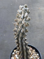 Stenocereus Beneckei Rare Live Cactus – Twisting Collector Specimen Plant