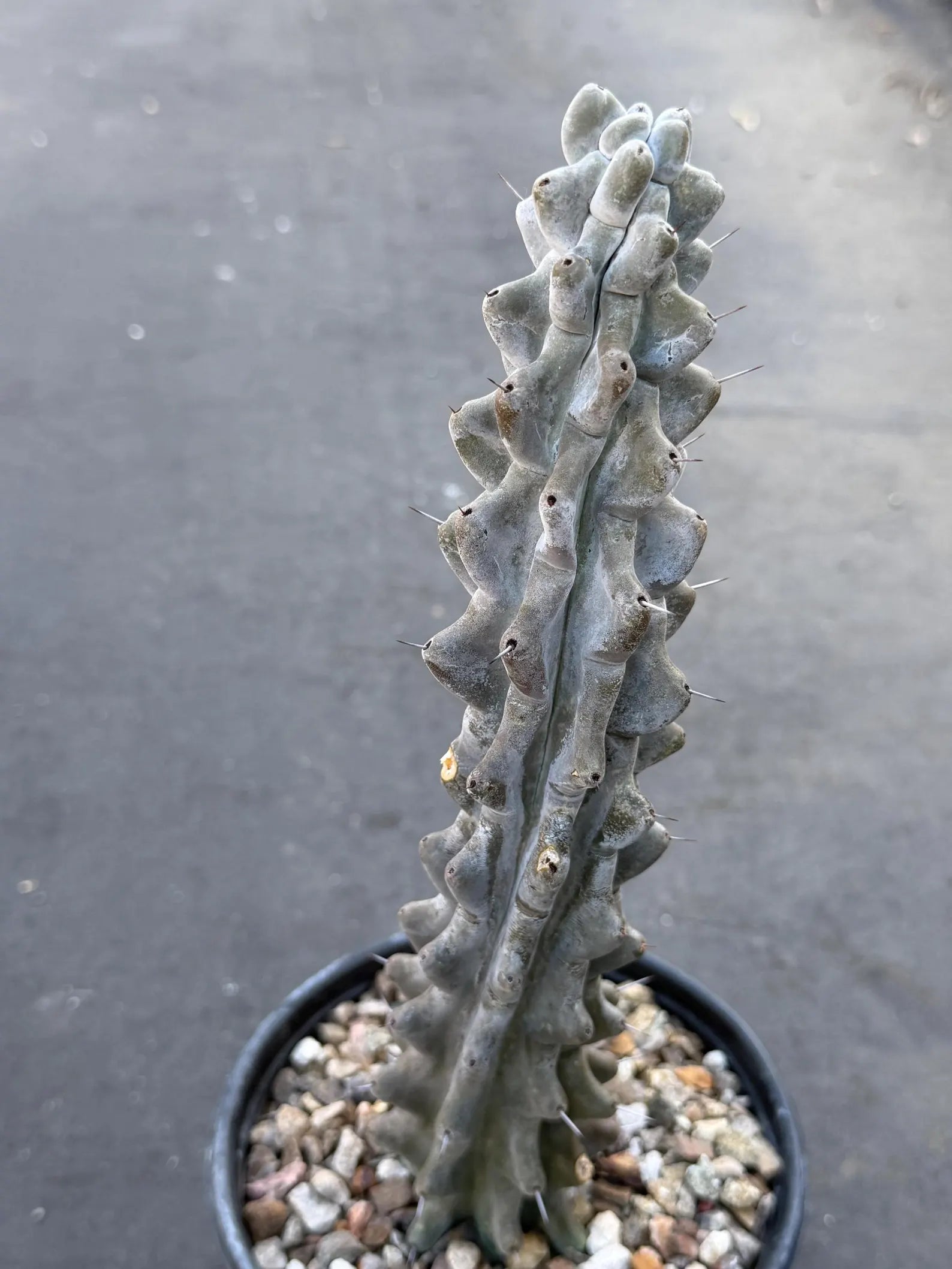Stenocereus Beneckei Rare Live Cactus – Twisting Collector Specimen Plant