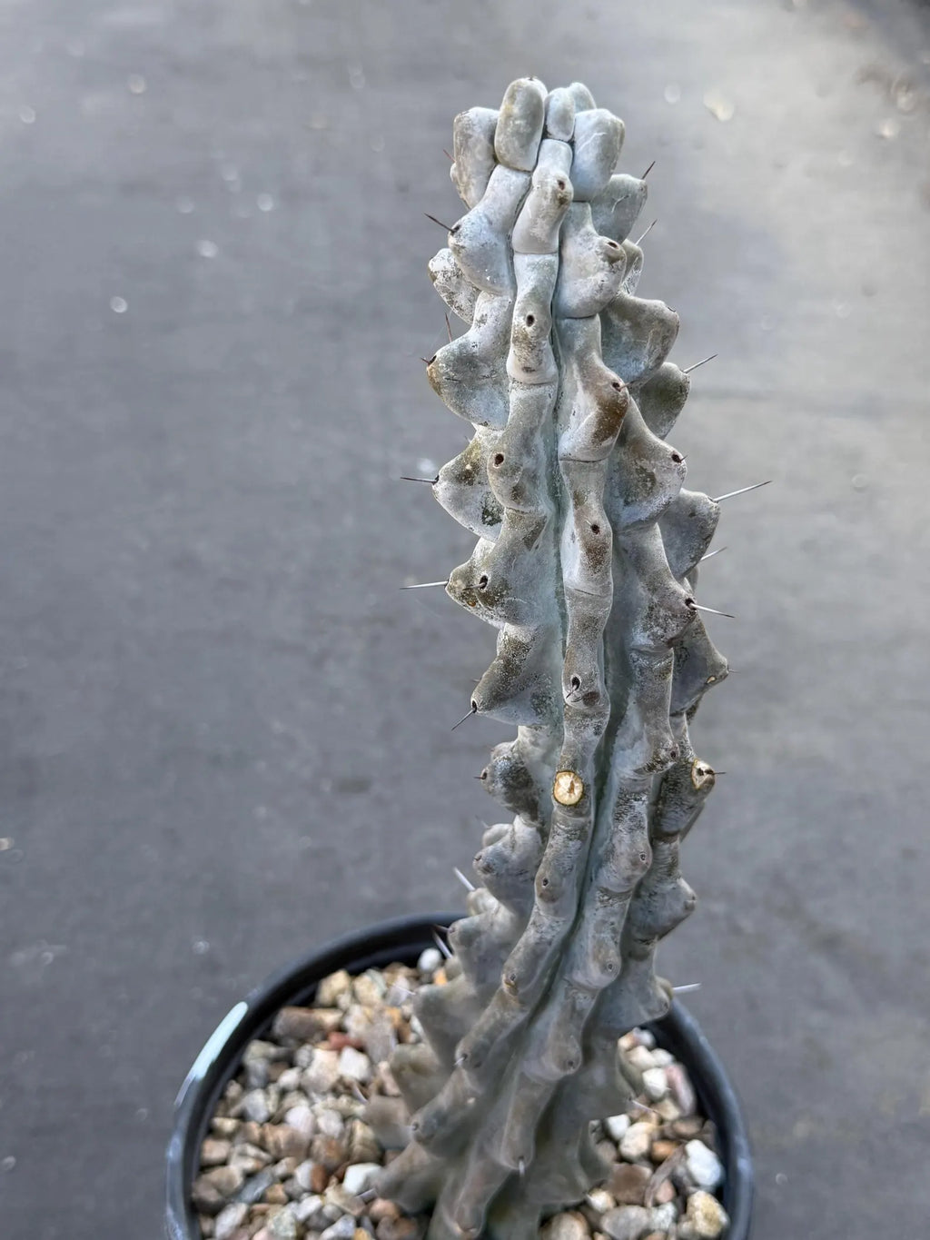 Stenocereus Beneckei Rare Live Cactus – Twisting Collector Specimen Plant
